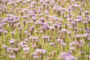 Pembe ve mor kır çiçeklerinin açtığı kır arazisi Phacelia. Doğal arka plan, doku. Tarım endüstrisi ve üretim, bal, süs bitkileri, bahçe kavramları