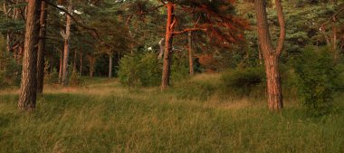 Gün batımında görkemli yeşil orman. Güçlü çam ve çam ağaçları. Yumuşak güneş ışığı, güneş ışığı, altın saat. Saf doğa, çevre koruma, ekoloji, eko-turizm, doğa yürüyüşü. Idyllic yaz manzarası