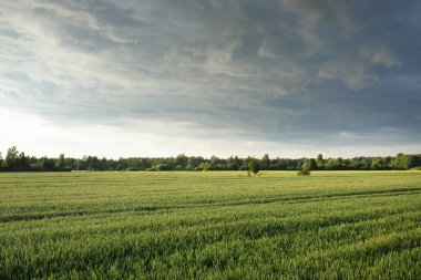 Yeşil tarlaların ve ormanların üzerindeki destansı günbatımı gökyüzü. Yağmur ve fırtınadan sonra dramatik parlayan bulutlar. Saf altın akşam güneşi. Idyllic yaz kırsal kesim