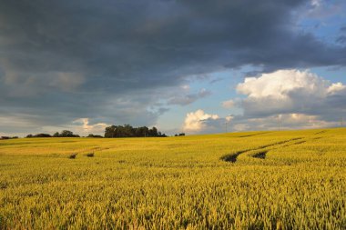 Yeşil tarlaların ve ormanların üzerindeki destansı günbatımı gökyüzü. Yağmur ve fırtınadan sonra dramatik parlayan bulutlar. Saf altın akşam güneşi. Idyllic yaz kırsal kesim