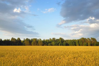 Yeşil tarlaların ve ormanların üzerindeki destansı günbatımı gökyüzü. Yağmur ve fırtınadan sonra dramatik parlayan bulutlar. Saf altın akşam güneşi. Idyllic yaz kırsal kesim