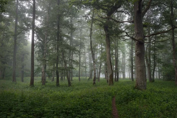 Majestueus Zomerwoud Mist Zacht Zonlicht Machtige Bomen Groene Bladeren Planten — Stockfoto