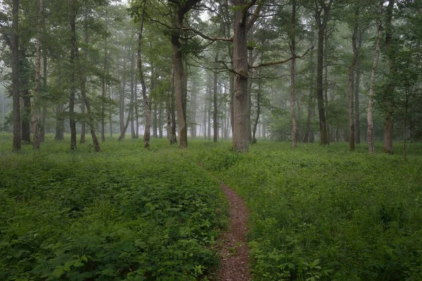 Caminho Através Majestosa Floresta Verde Verão Névoa Luz Solar Suave — Fotografia de Stock