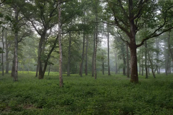 Pădure Maiestuoasă Vară Ceaţă Lumină Moale Soarelui Copaci Puternici Frunze — Fotografie, imagine de stoc