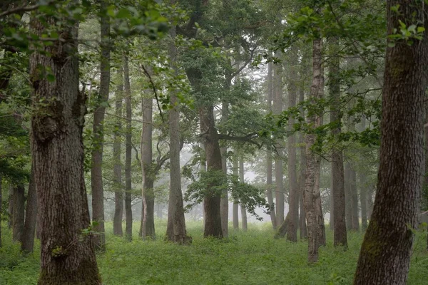 Majestueus Zomerwoud Mist Zacht Zonlicht Machtige Bomen Groene Bladeren Planten — Stockfoto