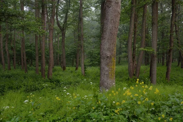 Majestätisk Grön Sommarskog Dimma Mjukt Solljus Mäktiga Träd Vilda Blommor — Stockfoto