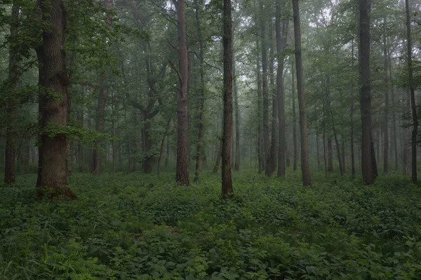 Majestatyczny Letni Las Mgła Delikatne Światło Słoneczne Potężne Drzewa Zielone — Zdjęcie stockowe