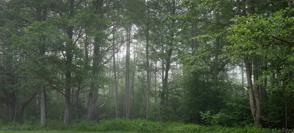 Majestätisch Grüner Sommerwald Nebel Weiches Sonnenlicht Mächtige Bäume Pflanzen Atmosphärisch — Stockfoto