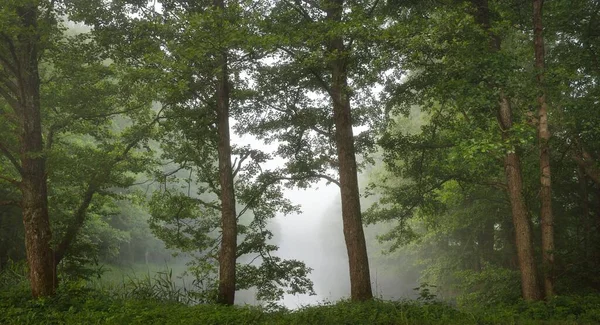 Majestätisch Grüner Sommerwald Nebel Weiches Sonnenlicht Mächtige Bäume Pflanzen Atmosphärisch — Stockfoto
