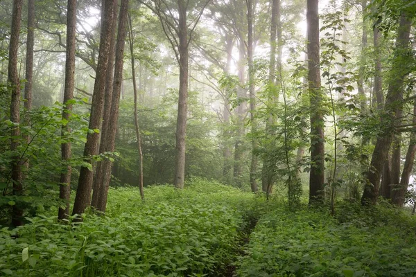 Μονοπάτι Μέσα Από Μαγευτικό Καταπράσινο Καλοκαιρινό Δάσος Ομίχλη Απαλό Φως — Φωτογραφία Αρχείου