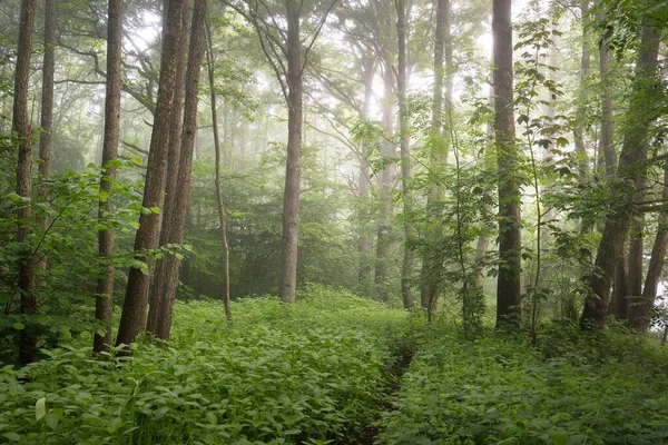 Caminho Através Majestosa Floresta Verde Verão Névoa Luz Solar Suave — Fotografia de Stock