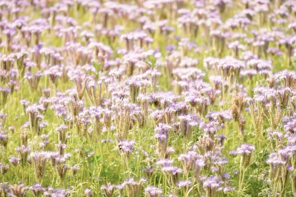 Campo Rural Floreciente Flores Silvestres Rosa Púrpura Phacelia Fondo Natural — Foto de Stock