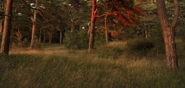Majestuoso Bosque Siempreverde Atardecer Poderosos Pinos Abetos Luz Solar Suave — Foto de Stock