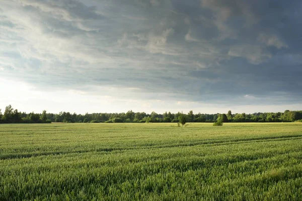 Cielo Épico Atardecer Sobre Campo Agrícola Arado Verde Bosque Dramáticas —  Fotos de Stock