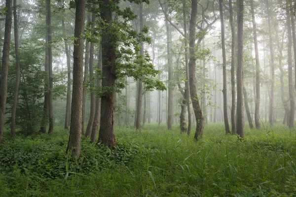 Majestatyczny Letni Las Mgła Delikatne Światło Słoneczne Potężne Drzewa Zielone Obraz Stockowy