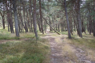 Görkemli Evergreen Ormanı 'na giden yol. Güçlü ağaçlar, yosun ve liken, bitkiler. Atmosferik manzara. Saf doğa, ekoloji, eko-turizm, yürüyüş, kuzey yürüyüşü.