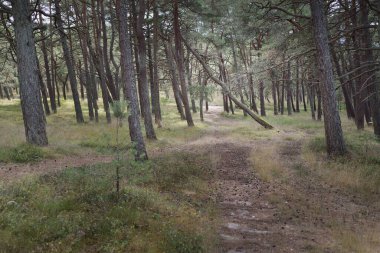 Görkemli Evergreen Ormanı 'na giden yol. Güçlü ağaçlar, yosun ve liken, bitkiler. Atmosferik manzara. Saf doğa, ekoloji, eko-turizm, yürüyüş, kuzey yürüyüşü.