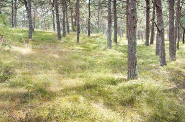 Görkemli Evergreen Ormanı 'na giden yol. Güçlü ağaçlar, yosun ve liken, bitkiler. Atmosferik manzara. Saf doğa, ekoloji, eko-turizm, yürüyüş, kuzey yürüyüşü.