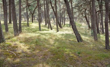 Görkemli Evergreen Ormanı 'na giden yol. Güçlü ağaçlar, yosun ve liken, bitkiler. Atmosferik manzara. Saf doğa, ekoloji, eko-turizm, yürüyüş, kuzey yürüyüşü.