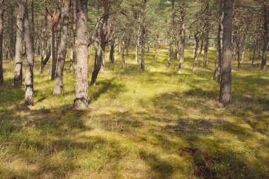 Görkemli Evergreen Ormanı 'na giden yol. Güçlü ağaçlar, yosun ve liken, bitkiler. Atmosferik manzara. Saf doğa, ekoloji, eko-turizm, yürüyüş, kuzey yürüyüşü.