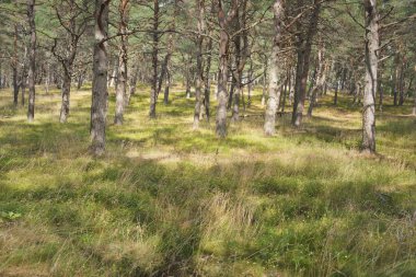 Görkemli Evergreen Ormanı 'na giden yol. Güçlü ağaçlar, yosun ve liken, bitkiler. Atmosferik manzara. Saf doğa, ekoloji, eko-turizm, yürüyüş, kuzey yürüyüşü.