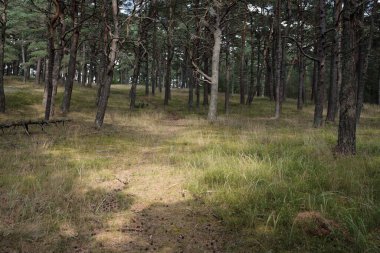 Görkemli Evergreen Ormanı 'na giden yol. Güçlü ağaçlar, yosun ve liken, bitkiler. Atmosferik manzara. Saf doğa, ekoloji, eko-turizm, yürüyüş, kuzey yürüyüşü.