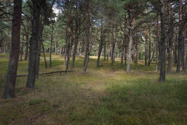Görkemli Evergreen Ormanı 'na giden yol. Güçlü ağaçlar, yosun ve liken, bitkiler. Atmosferik manzara. Saf doğa, ekoloji, eko-turizm, yürüyüş, kuzey yürüyüşü.