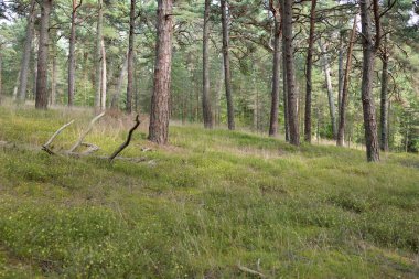 Görkemli Evergreen Ormanı 'na giden yol. Güçlü ağaçlar, yosun ve liken, bitkiler. Atmosferik manzara. Saf doğa, ekoloji, eko-turizm, yürüyüş, kuzey yürüyüşü.