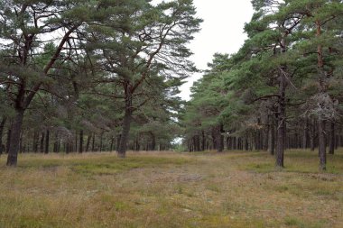Görkemli Evergreen Ormanı 'na giden yol. Güçlü ağaçlar, yosun ve liken, bitkiler. Atmosferik manzara. Saf doğa, ekoloji, eko-turizm, yürüyüş, kuzey yürüyüşü.