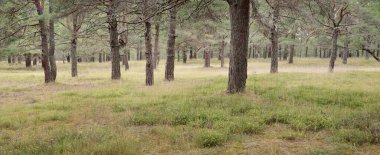 Görkemli Evergreen Ormanı 'na giden yol. Güçlü ağaçlar, yosun ve liken, bitkiler. Atmosferik manzara. Saf doğa, ekoloji, eko-turizm, yürüyüş, kuzey yürüyüşü.