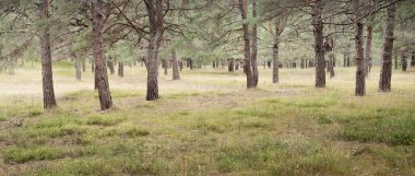 Görkemli Evergreen Ormanı 'na giden yol. Güçlü ağaçlar, yosun ve liken, bitkiler. Atmosferik manzara. Saf doğa, ekoloji, eko-turizm, yürüyüş, kuzey yürüyüşü.