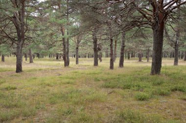 Görkemli Evergreen Ormanı 'na giden yol. Güçlü ağaçlar, yosun ve liken, bitkiler. Atmosferik manzara. Saf doğa, ekoloji, eko-turizm, yürüyüş, kuzey yürüyüşü.