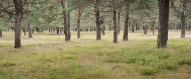 Görkemli Evergreen Ormanı 'na giden yol. Güçlü ağaçlar, yosun ve liken, bitkiler. Atmosferik manzara. Saf doğa, ekoloji, eko-turizm, yürüyüş, kuzey yürüyüşü.