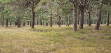 Görkemli Evergreen Ormanı 'na giden yol. Güçlü ağaçlar, yosun ve liken, bitkiler. Atmosferik manzara. Saf doğa, ekoloji, eko-turizm, yürüyüş, kuzey yürüyüşü.