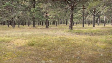 Görkemli Evergreen Ormanı 'na giden yol. Güçlü ağaçlar, yosun ve liken, bitkiler. Atmosferik manzara. Saf doğa, ekoloji, eko-turizm, yürüyüş, kuzey yürüyüşü.