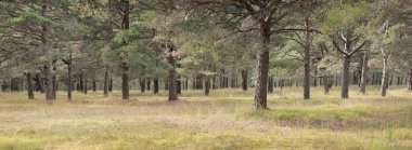 Görkemli Evergreen Ormanı 'na giden yol. Güçlü ağaçlar, yosun ve liken, bitkiler. Atmosferik manzara. Saf doğa, ekoloji, eko-turizm, yürüyüş, kuzey yürüyüşü.