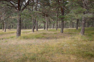 Görkemli Evergreen Ormanı 'na giden yol. Güçlü ağaçlar, yosun ve liken, bitkiler. Atmosferik manzara. Saf doğa, ekoloji, eko-turizm, yürüyüş, kuzey yürüyüşü.