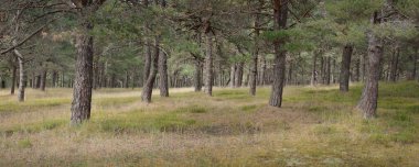 Görkemli Evergreen Ormanı 'na giden yol. Güçlü ağaçlar, yosun ve liken, bitkiler. Atmosferik manzara. Saf doğa, ekoloji, eko-turizm, yürüyüş, kuzey yürüyüşü.