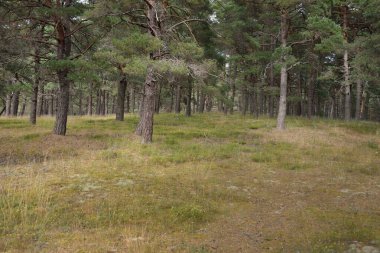 Görkemli Evergreen Ormanı 'na giden yol. Güçlü ağaçlar, yosun ve liken, bitkiler. Atmosferik manzara. Saf doğa, ekoloji, eko-turizm, yürüyüş, kuzey yürüyüşü.