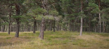 Görkemli Evergreen Ormanı 'na giden yol. Güçlü ağaçlar, yosun ve liken, bitkiler. Atmosferik manzara. Saf doğa, ekoloji, eko-turizm, yürüyüş, kuzey yürüyüşü.