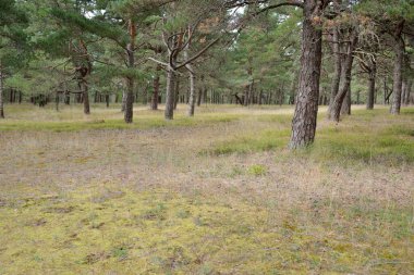 Görkemli Evergreen Ormanı 'na giden yol. Güçlü ağaçlar, yosun ve liken, bitkiler. Atmosferik manzara. Saf doğa, ekoloji, eko-turizm, yürüyüş, kuzey yürüyüşü.
