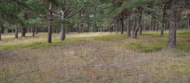 Görkemli Evergreen Ormanı 'na giden yol. Güçlü ağaçlar, yosun ve liken, bitkiler. Atmosferik manzara. Saf doğa, ekoloji, eko-turizm, yürüyüş, kuzey yürüyüşü.