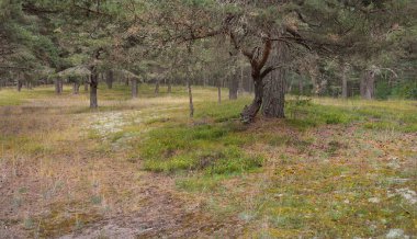 Görkemli Evergreen Ormanı 'na giden yol. Güçlü ağaçlar, yosun ve liken, bitkiler. Atmosferik manzara. Saf doğa, ekoloji, eko-turizm, yürüyüş, kuzey yürüyüşü.