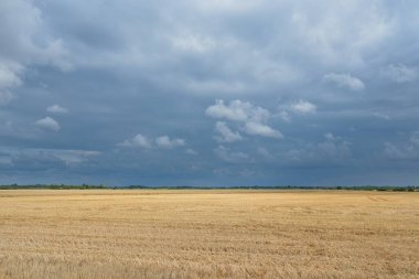 Altın tarlalı tarla ve ormanın üzerindeki destansı günbatımı gökyüzü. Yağmur ve fırtınadan sonra dramatik parlayan bulutlar. Saf akşam güneşi. Idyllic yaz kırsal kesim