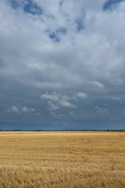 Altın tarlalı tarla ve ormanın üzerindeki destansı günbatımı gökyüzü. Yağmur ve fırtınadan sonra dramatik parlayan bulutlar. Saf akşam güneşi. Idyllic yaz kırsal kesim