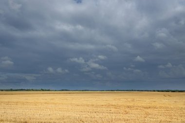 Altın tarlalı tarla ve ormanın üzerindeki destansı günbatımı gökyüzü. Yağmur ve fırtınadan sonra dramatik parlayan bulutlar. Saf akşam güneşi. Idyllic yaz kırsal kesim