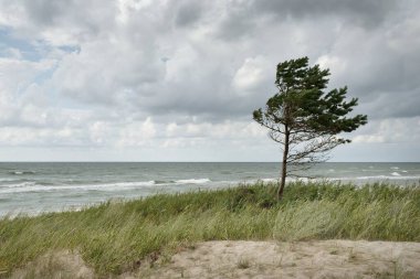 Yağmurdan sonra Baltık kıyıları. Kum tepeleri, kum tepeleri, yalnız ağaçlar. Dramatik günbatımı gökyüzü, parlayan fırtına bulutları, rüzgar. Resimli panoramik manzara. Doğa, çevre, değişken hava, kasırga