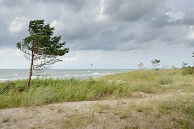Yağmurdan sonra Baltık kıyıları. Kum tepeleri, kum tepeleri, yalnız ağaçlar. Dramatik günbatımı gökyüzü, parlayan fırtına bulutları, rüzgar. Resimli panoramik manzara. Doğa, çevre, değişken hava, kasırga