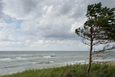 Yağmurdan sonra Baltık kıyıları. Kum tepeleri, kum tepeleri, yalnız ağaçlar. Dramatik günbatımı gökyüzü, parlayan fırtına bulutları, rüzgar. Resimli panoramik manzara. Doğa, çevre, değişken hava, kasırga