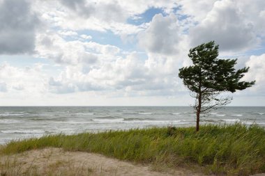 Yağmurdan sonra Baltık kıyıları. Kum tepeleri, kum tepeleri, yalnız ağaçlar. Dramatik günbatımı gökyüzü, parlayan fırtına bulutları, rüzgar. Resimli panoramik manzara. Doğa, çevre, değişken hava, kasırga